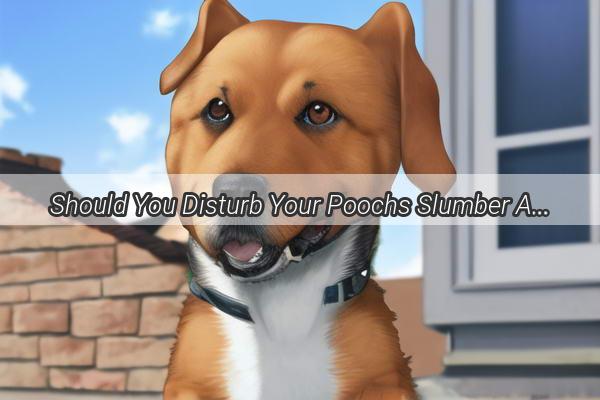 Should You Disturb Your Poochs Slumber A Heartwarming Look into Canine Sleep Habits